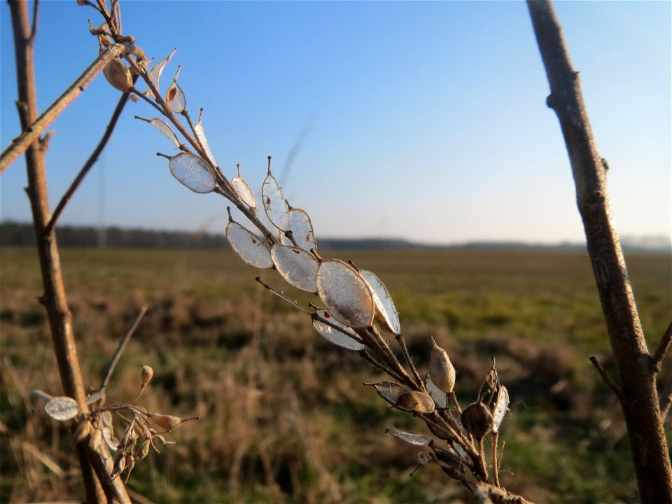 Typische Feldrandvegetation im Dezember: Graukresse (Berteroa incana) im Fruchtstand bei Hockenheim