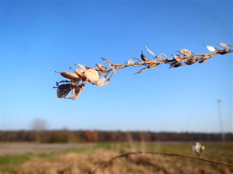 Typische Feldrandvegetation im Dezember: Graukresse (Berteroa incana) im Fruchtstand bei Hockenheim