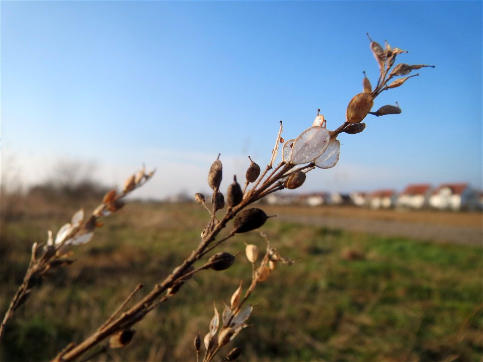 Typische Feldrandvegetation im Dezember: Graukresse (Berteroa incana) im Fruchtstand bei Hockenheim