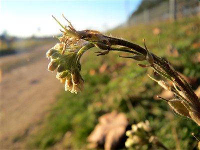 Graukresse (Berteroa incana) in Hockenheim