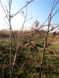 Typische Feldrandvegetation im Dezember: Graukresse (Berteroa incana) im Fruchtstand bei Hockenheim