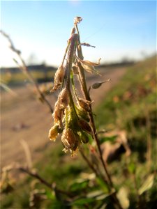 Graukresse (Berteroa incana) in Hockenheim