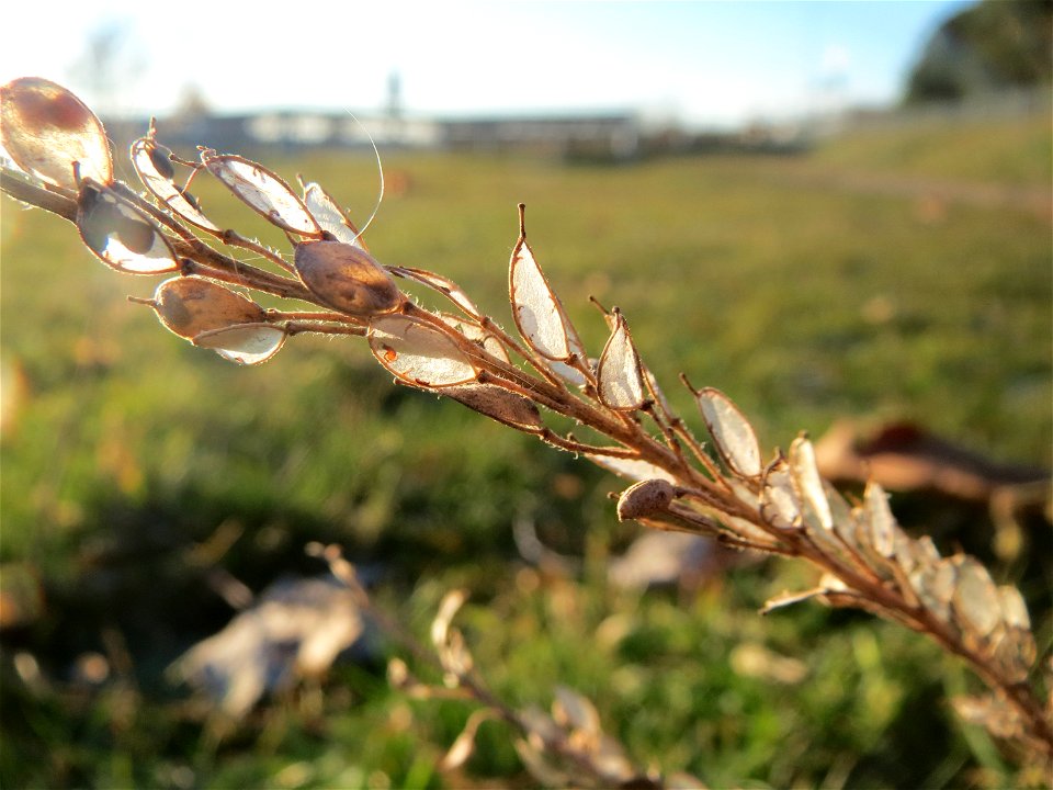 Graukresse (Berteroa incana) in Hockenheim