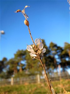 Graukresse (Berteroa incana) in Hockenheim