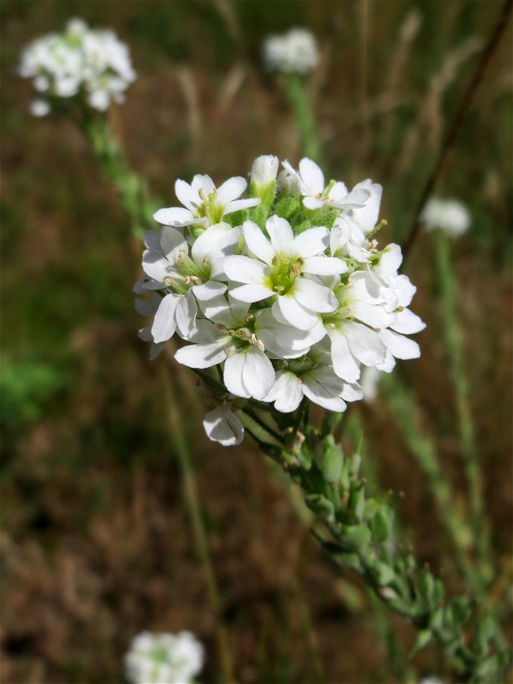 Graukresse (Berteroa incana) im Almet in Sankt Arnual