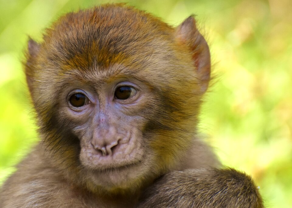 Animals primates endangered species