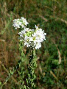 Graukresse (Berteroa incana) im Almet in Sankt Arnual