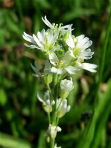 Graukresse (Berteroa incana) auf einer Streuobstwiese in Hockenheim