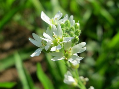 Graukresse (Berteroa incana) auf einer Streuobstwiese in Hockenheim