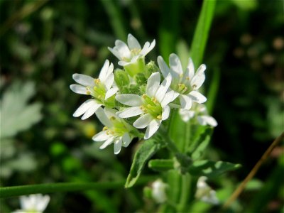 Graukresse (Berteroa incana) auf einer Streuobstwiese in Hockenheim