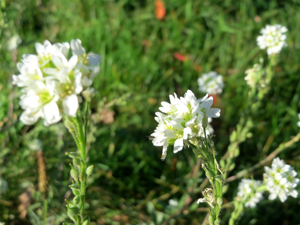 Graukresse (Berteroa incana) in Hockenheim