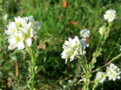 Graukresse (Berteroa incana) in Hockenheim