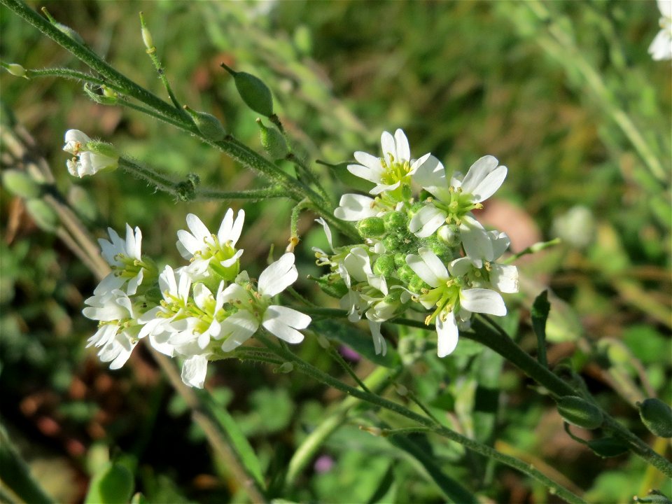 Graukresse (Berteroa incana) in Hockenheim