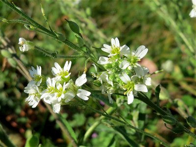Graukresse (Berteroa incana) in Hockenheim