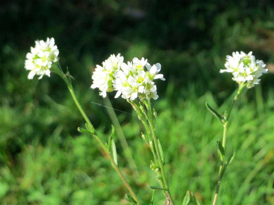 Graukresse (Berteroa incana) in Hockenheim