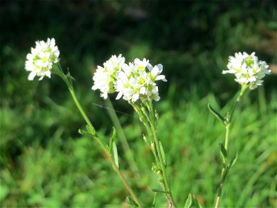 Graukresse (Berteroa incana) in Hockenheim