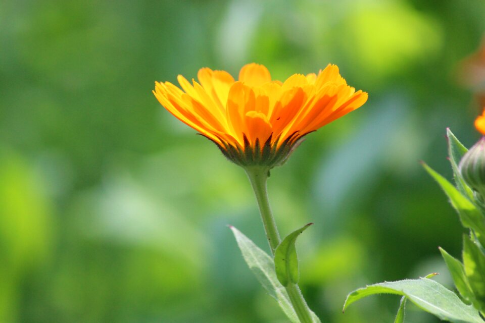 Summer green background plant