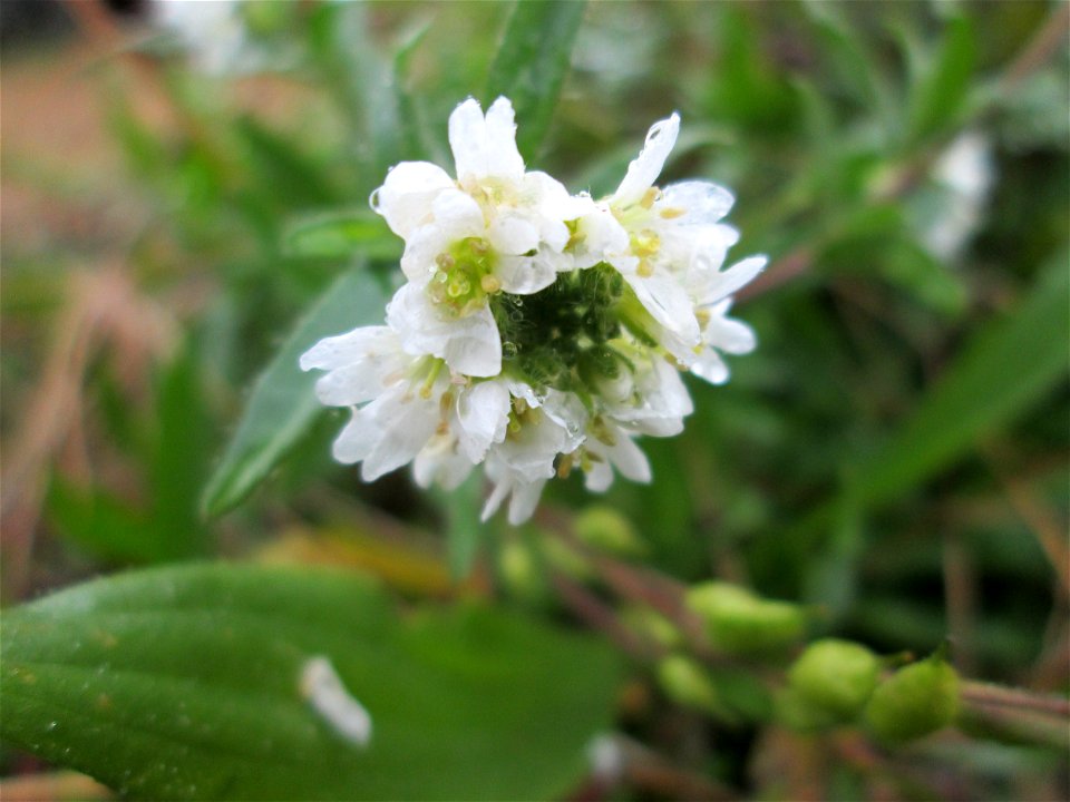 Graukresse (Berteroa incana) in Hockenheim