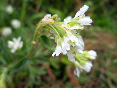 Graukresse (Berteroa incana) in Hockenheim - der häufigste Vertreter der Tribus Alysseae innerhalb der Familie der Kreuzblütler (Brassicaceae)