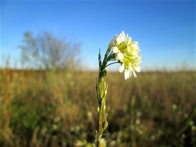 Graukresse (Berteroa incana) bei Hockenheim