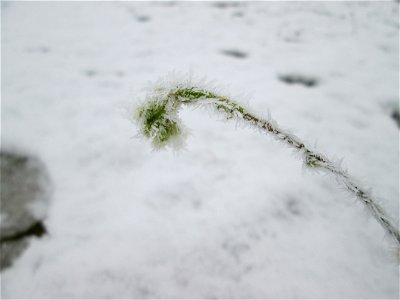 Vereiste Graukresse (Berteroa incana) auf der Parkplatzwiese am Nordring in Hockenheim nach dem Wintereinbruch am 1. Dezember 2017