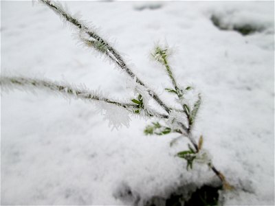 Vereiste Graukresse (Berteroa incana) auf der Parkplatzwiese am Nordring in Hockenheim nach dem Wintereinbruch am 1. Dezember 2017