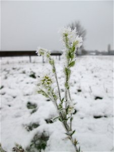 Vereiste Graukresse (Berteroa incana) auf der Parkplatzwiese am Nordring in Hockenheim nach dem Wintereinbruch am 1. Dezember 2017
