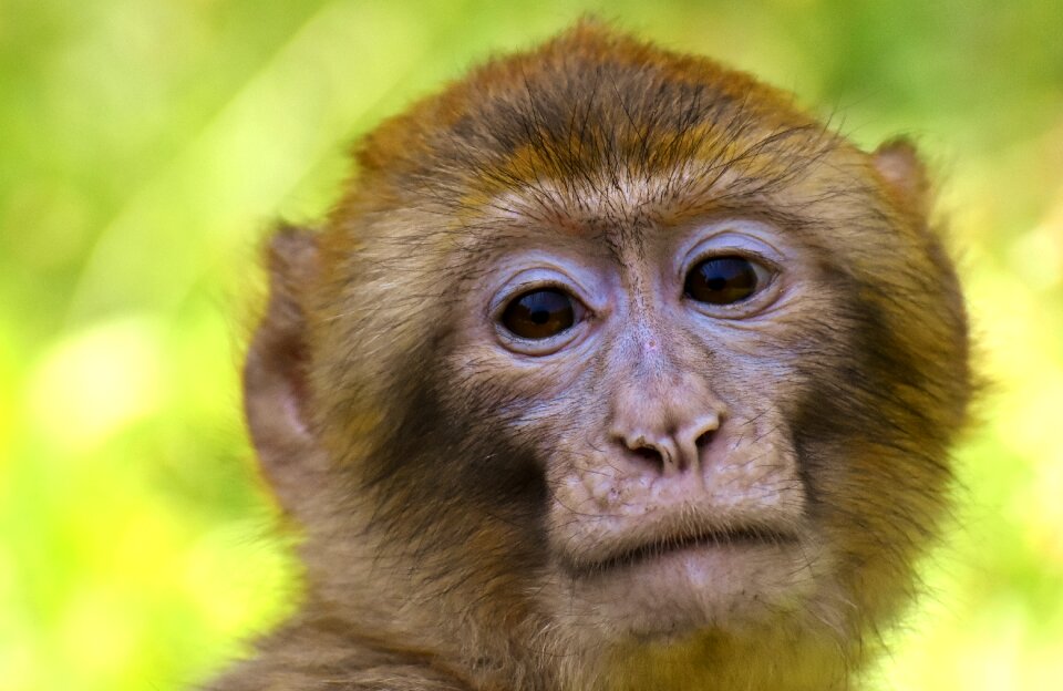 Animal wild animal zoo