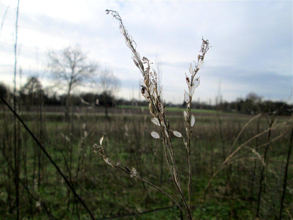Mumienbotanik: Fruchtstand der Graukresse (Berteroa incana) auf einer Wiese zwischen Kraichbach Reilinger Straße in Hockenheim