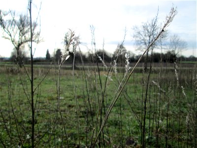 Mumienbotanik: Fruchtstand der Graukresse (Berteroa incana) auf einer Wiese zwischen Kraichbach Reilinger Straße in Hockenheim