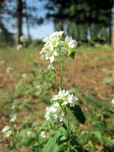 Graukresse (Berteroa incana) im Bürgerpark Saarbrücken