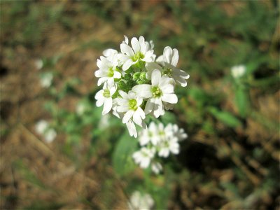 Graukresse (Berteroa incana) im Bürgerpark Saarbrücken