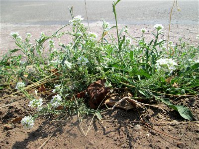 Graukresse (Berteroa incana) in Saarbrücken