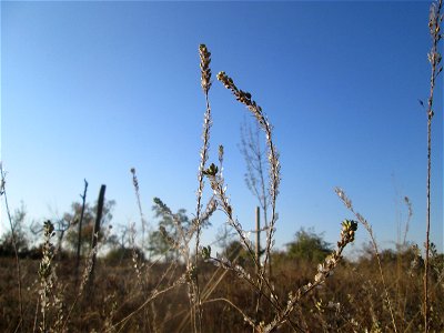 Graukresse (Berteroa incana) auf einer Streuobstwiese in Hockenheim im Fruchtstand