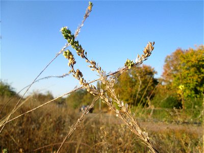 Graukresse (Berteroa incana) auf einer Streuobstwiese in Hockenheim im Fruchtstand