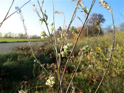 Graukresse (Berteroa incana) bei Reilingen