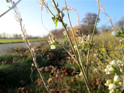 Graukresse (Berteroa incana) bei Reilingen