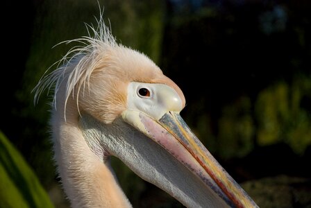 Bird nature zoo