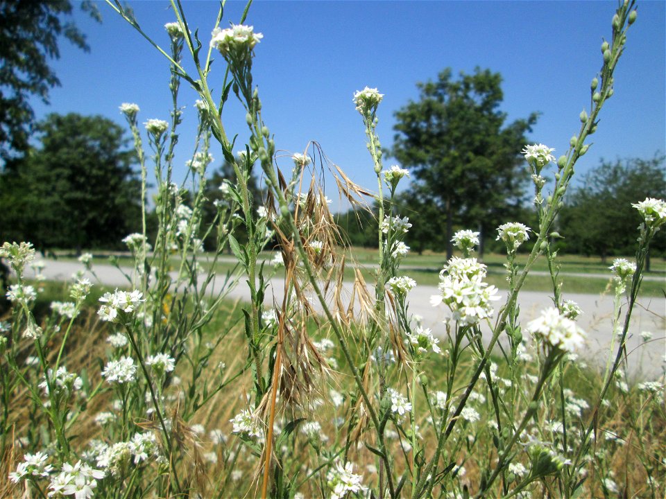 Graukresse (Berteroa incana) an einer Parkplatzwiese in in Hockenheim