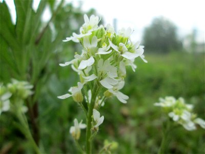 Graukresse (Berteroa incana) in Brebach