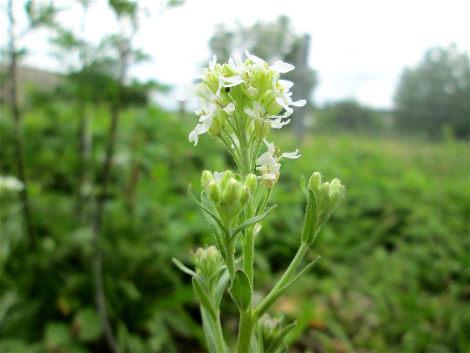 Graukresse (Berteroa incana) in Brebach