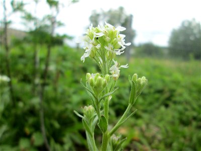 Graukresse (Berteroa incana) in Brebach