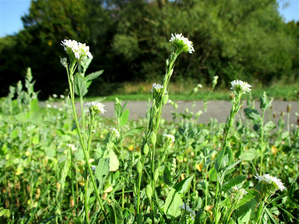 Graukresse (Berteroa incana) in Brebach