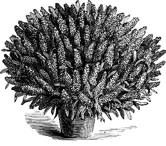 Image from The Amateur's Greenhouse and Conservatory