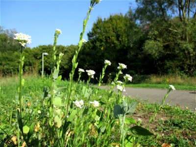 Graukresse (Berteroa incana) in Brebach