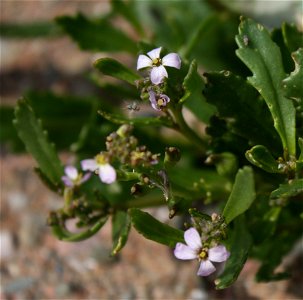 Cakile edentula, flowers. Observed in Saint-Siméon-de-Bonaventure, Gaspésie.