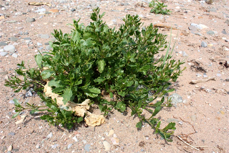 Cakile edentula, flowers. Observed in Saint-Siméon-de-Bonaventure, Gaspésie.