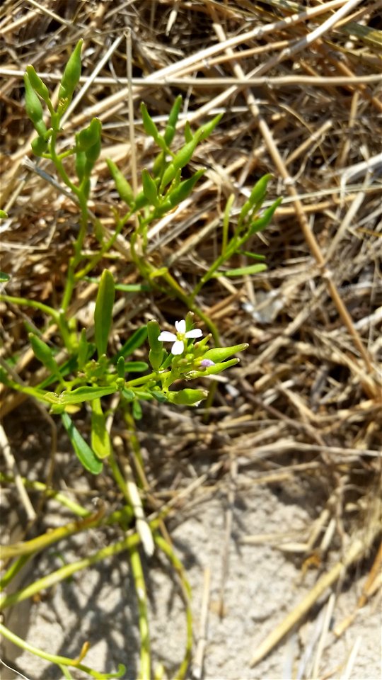 Photo of Cakile edentula lacustris uploaded from iNaturalist.