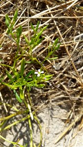Photo of Cakile edentula lacustris uploaded from iNaturalist.