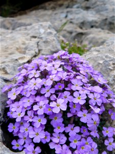 Purple rock cress growing in its natural habitat at 1100 meters above sea level in the mountains of Tartej, Lebanon photo